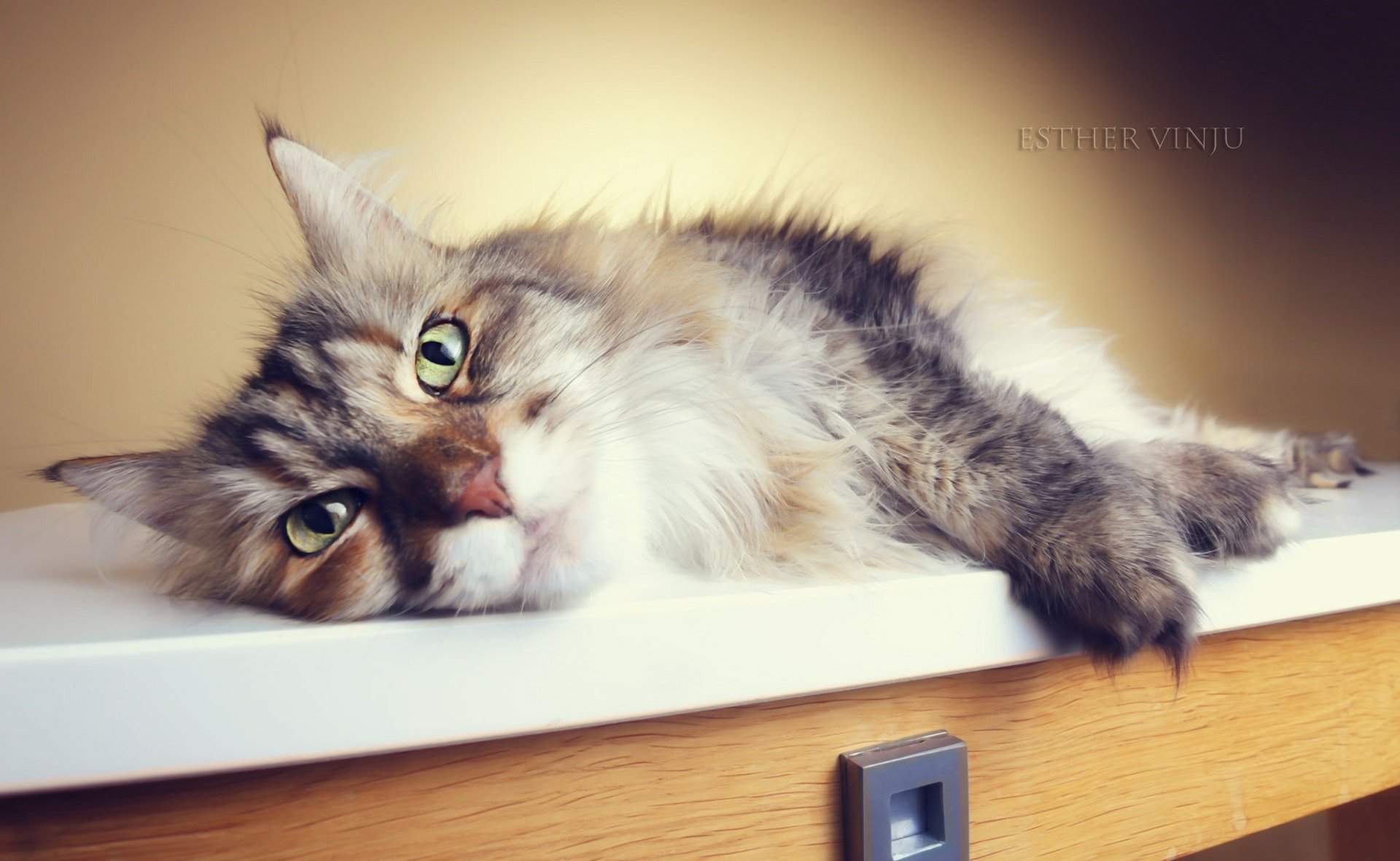 Download Resting Animal Cat HD Wallpaper by esther vinju