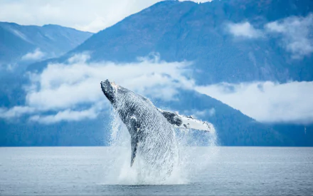 breaching Animal whale HD Desktop Wallpaper | Background Image
