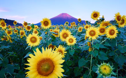 HD PC desktop wallpaper background: vivid sunflower field under a clear blue sky with a purple-hued mountain on the horizon — bright nature scene.
