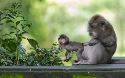 A baby macaque explores its surroundings while sitting beside an adult monkey, surrounded by greenery. This HD image captures the beauty of primates in their natural habitat.