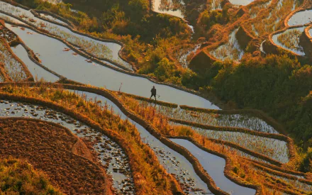 Man-made rice terraces carved into hills, water-filled paddies reflecting golden light with a lone walker — HD PC desktop wallpaper and background