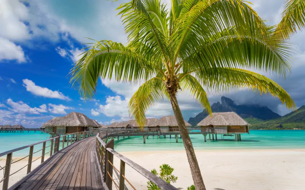 palm tree resort lagoon sea tropics photography tropical HD Desktop Wallpaper | Background Image