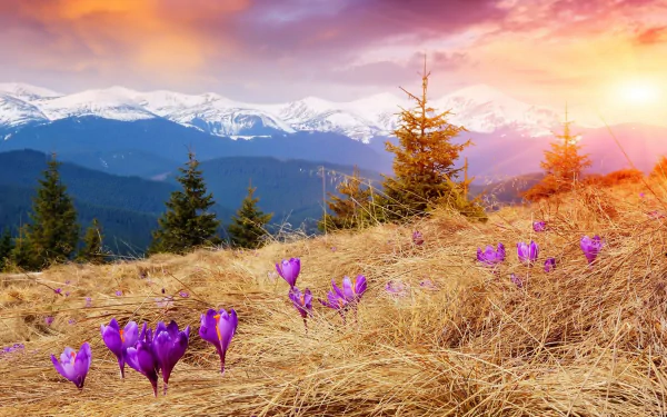 HD desktop wallpaper of a mountain landscape at sunrise, featuring blooming purple flowers and pine trees under a colorful sky.