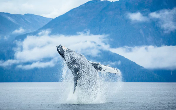 breaching Animal whale HD Desktop Wallpaper | Background Image