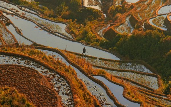 Man Made Rice Terrace HD Wallpaper | Background Image