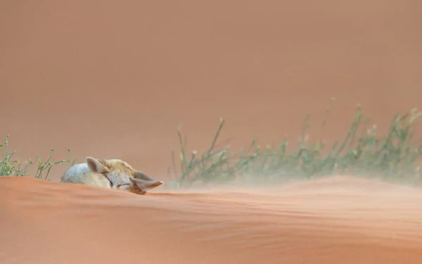 A cute fennec fox rests on sandy terrain with sparse grass, embodying the serene beauty of desert life in this HD wallpaper.