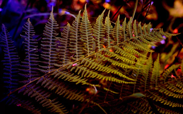 4K Ultra HD PC desktop wallpaper background featuring a close-up fern leaf in nature, vivid purple and green tones and fine, textured fronds.