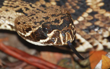 Animal eastern diamondback rattlesnake HD Desktop Wallpaper | Background Image