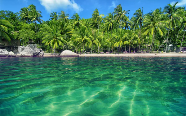 A serene tropical lagoon with crystal-clear water, surrounded by lush palm trees, captures the beauty of nature in this vibrant HD desktop wallpaper.