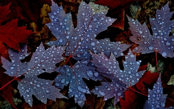 Earth Leaf Dew Fall Macro Water Drop HD Wallpaper | Background Image