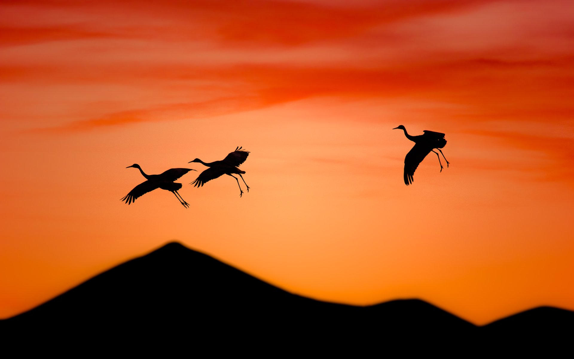 HD PC desktop wallpaper featuring the silhouette of three birds flying against a vibrant orange sunset sky above dark mountain shapes.