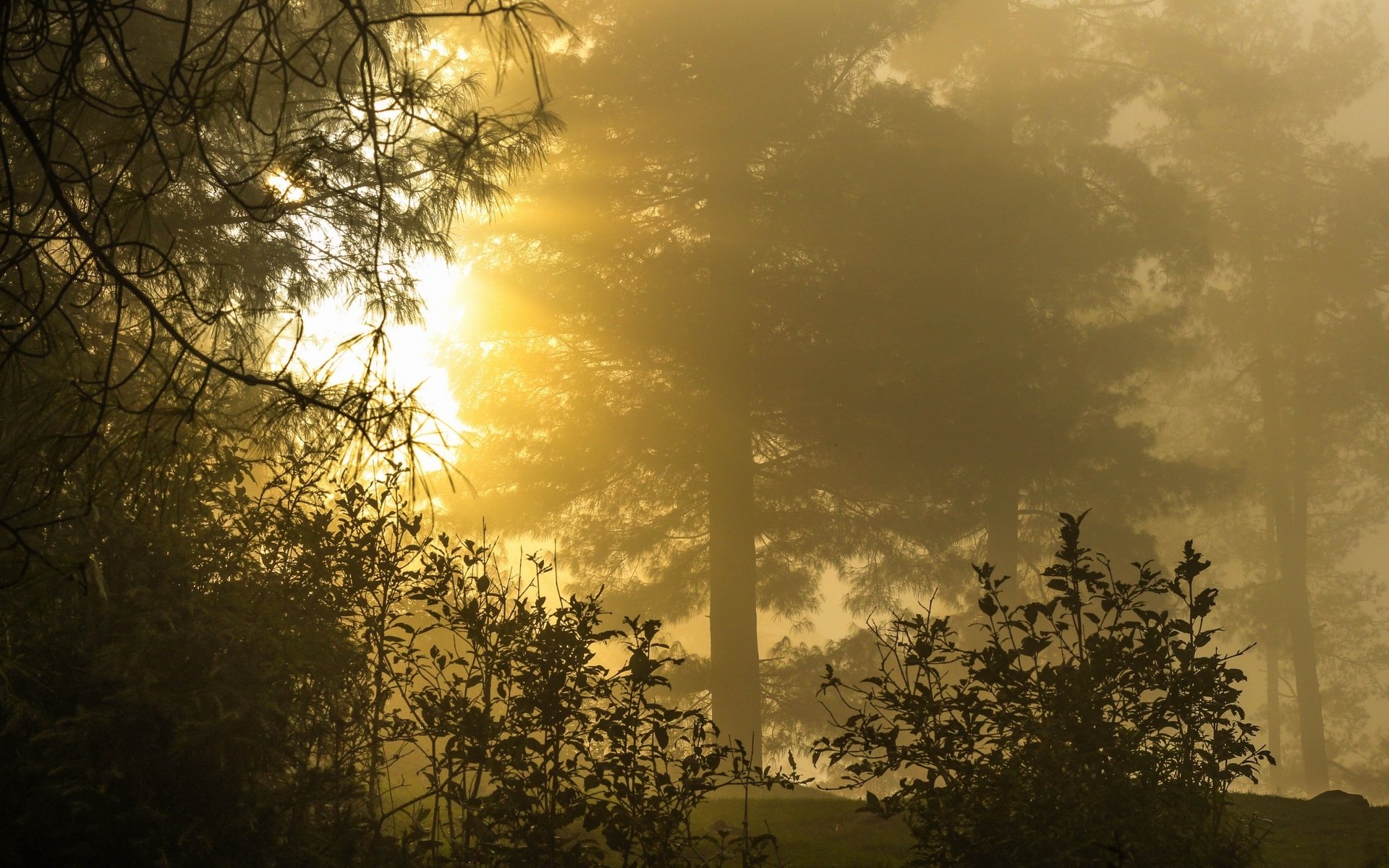Download Nature Sunbeam HD Wallpaper