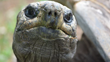 Animal tortoise HD Desktop Wallpaper | Background Image