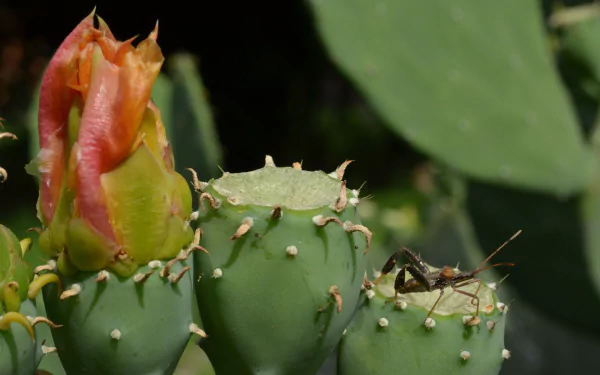 nature cactus HD Desktop Wallpaper | Background Image