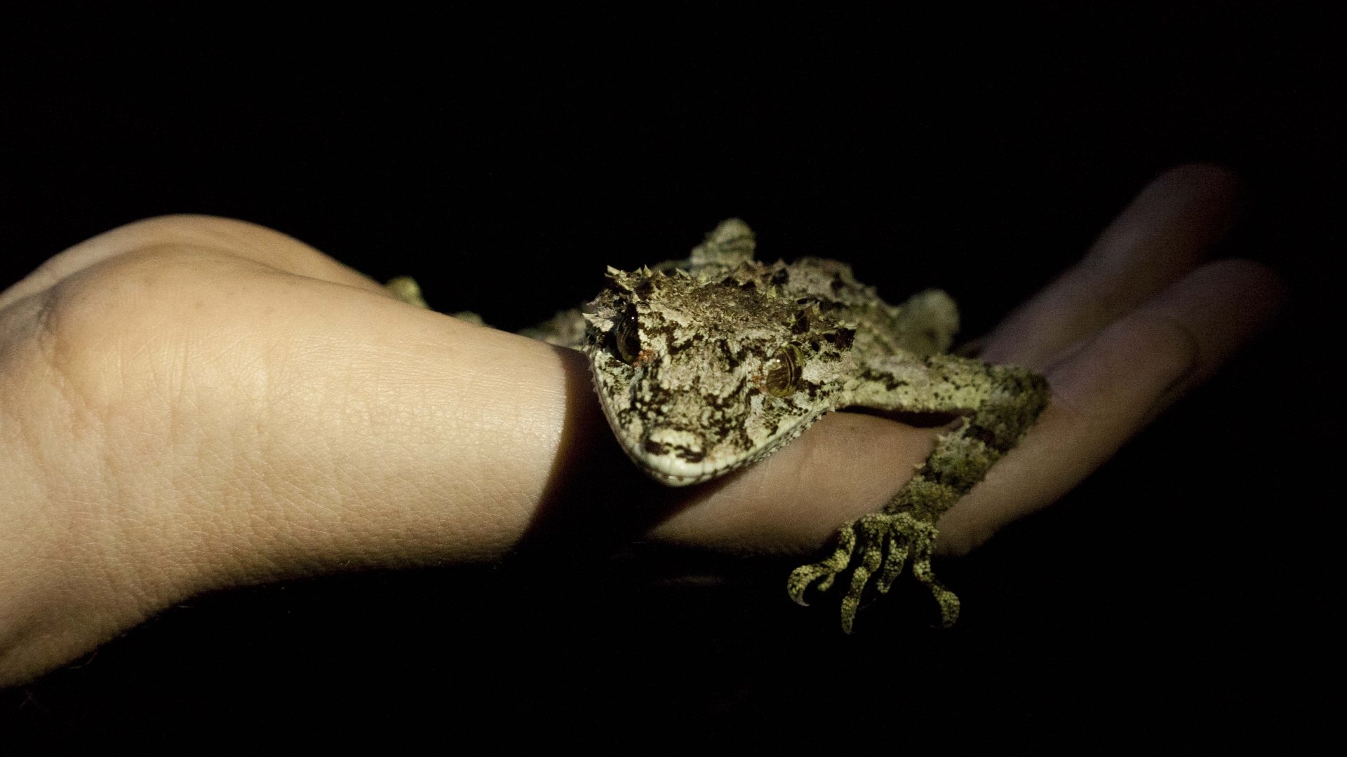 Download Animal Gecko 8k Ultra HD Wallpaper