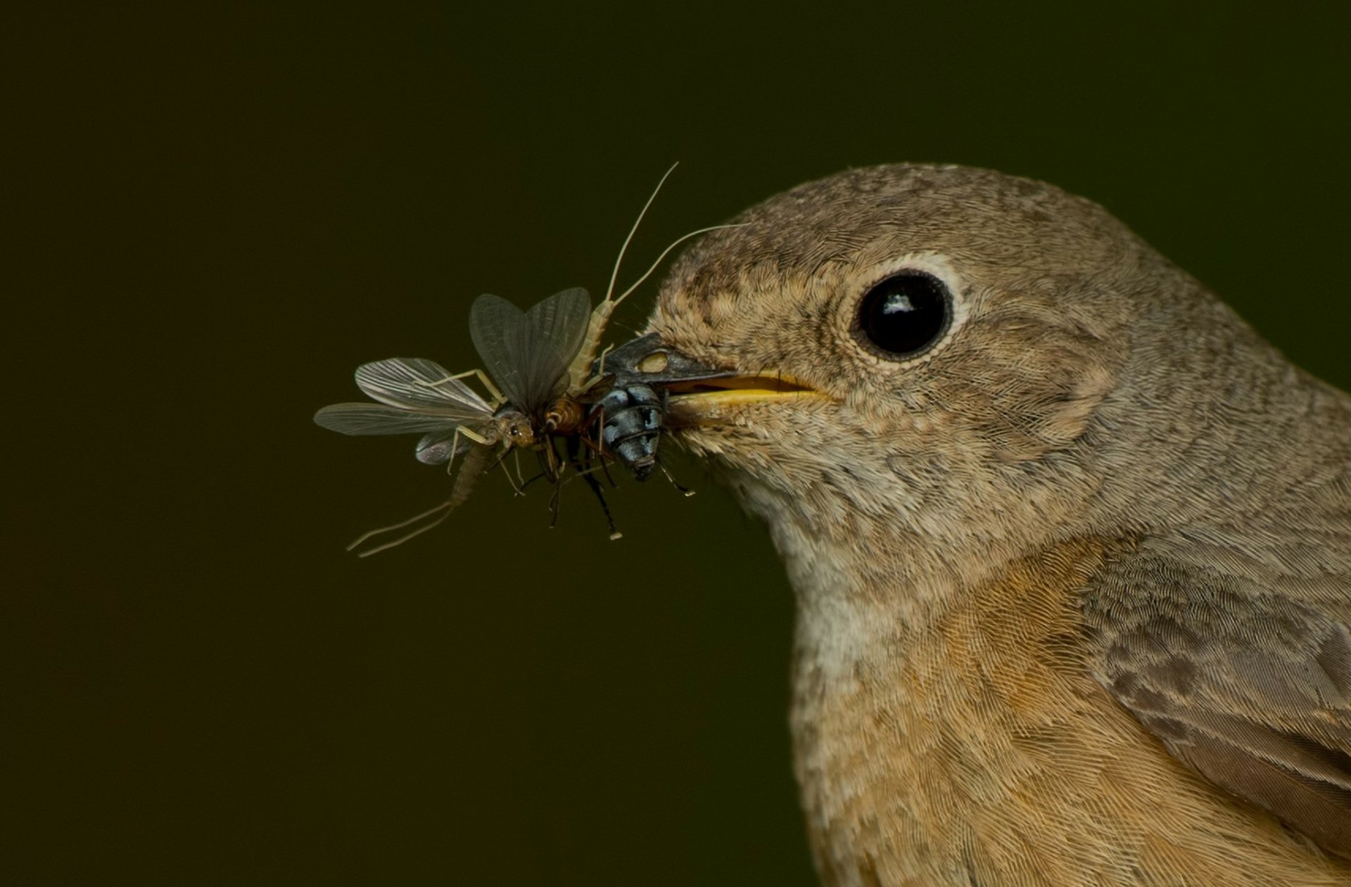 Download Lunch Insect Animal Bird HD Wallpaper