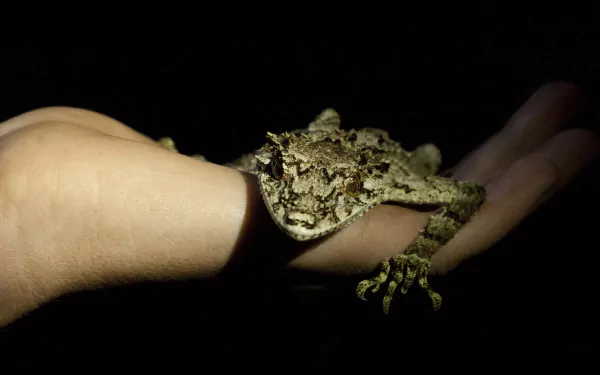 Animal gecko HD Desktop Wallpaper | Background Image