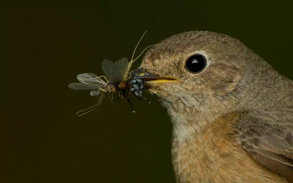 lunch insect Animal bird HD Desktop Wallpaper | Background Image