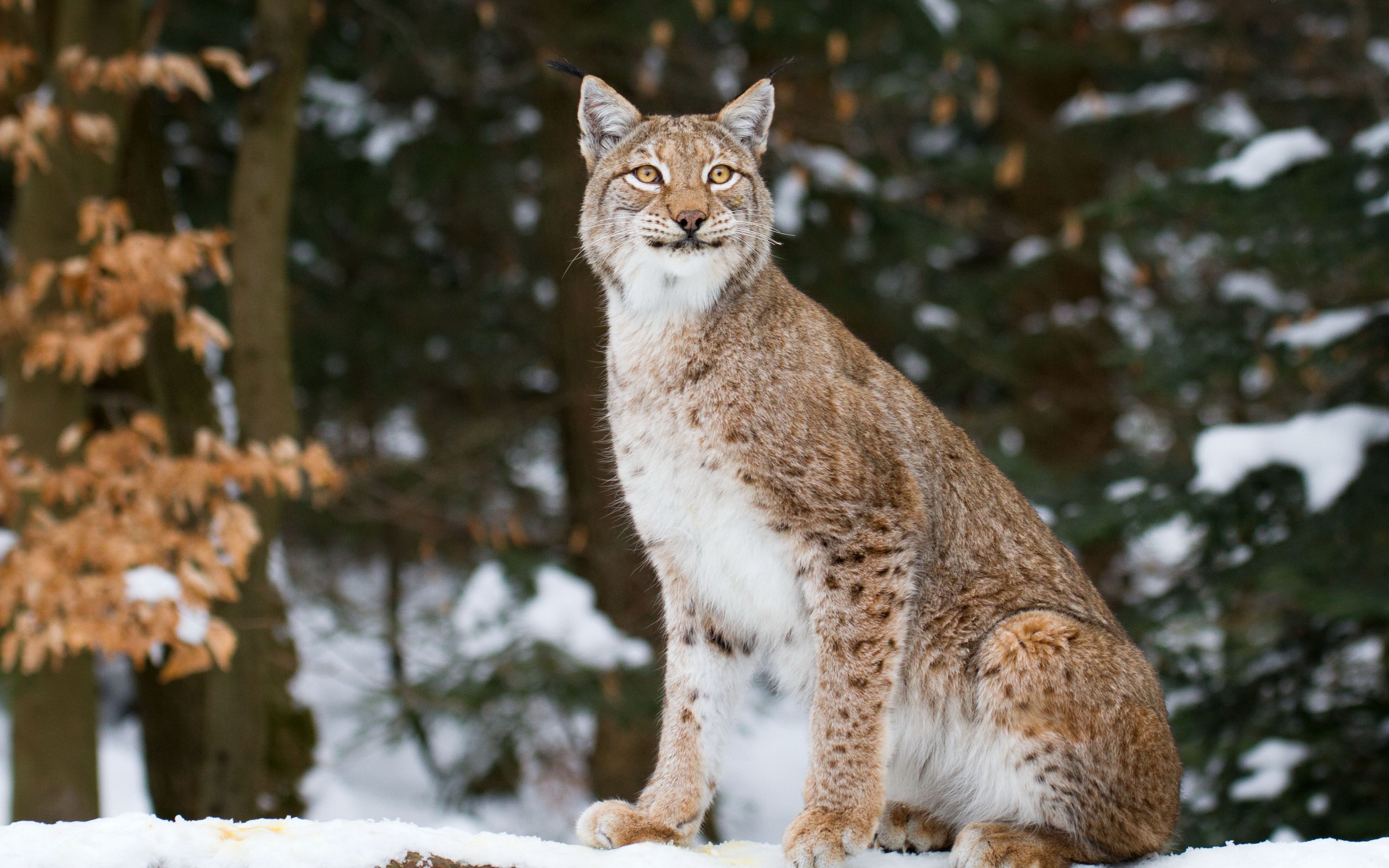 Lynx HD Wallpaper | Background Image | 2560x1600