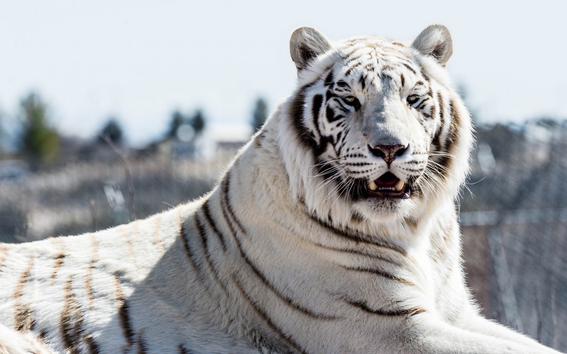 Фото белого тигра в хорошем качестве