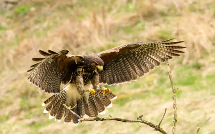 HD desktop wallpaper showing a hawk with wings spread, about to land on a branch in a natural, blurred background.