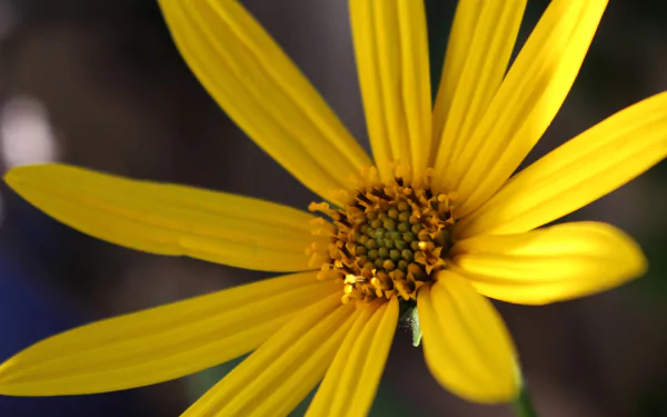  Yellow Flower