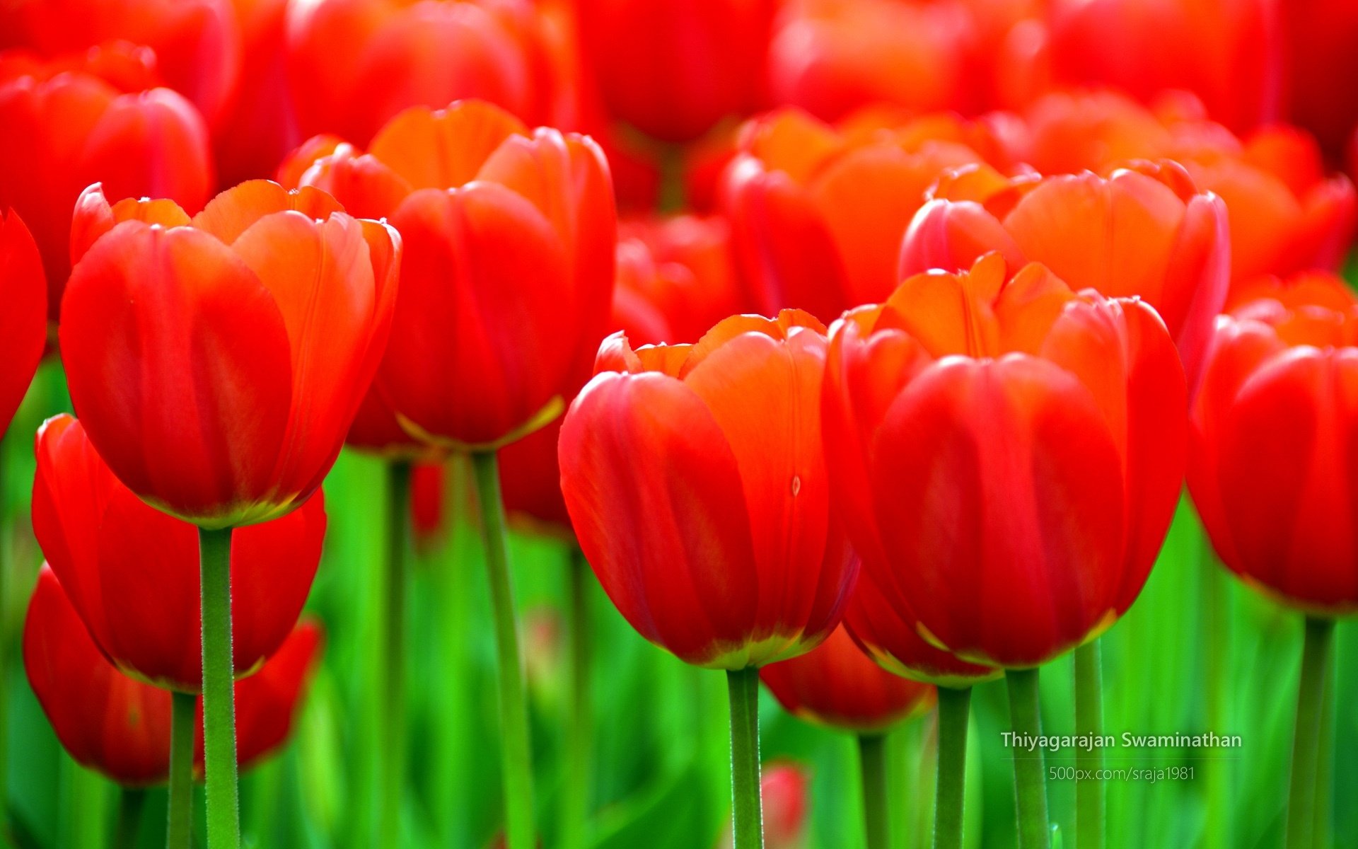 Download Nature Tulip HD Wallpaper by Thiyagarajan Swaminathan