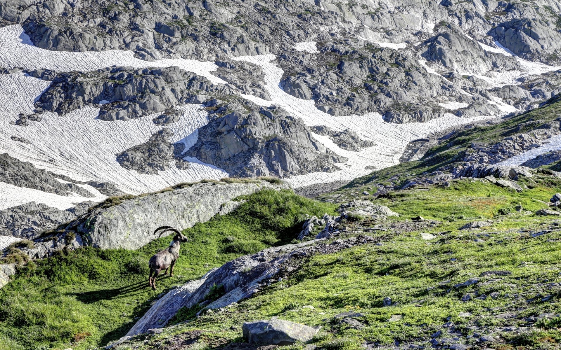 Download Animal Alpine Ibex HD Wallpaper