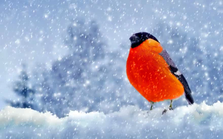 bird finch Animal bullfinch HD Desktop Wallpaper | Background Image