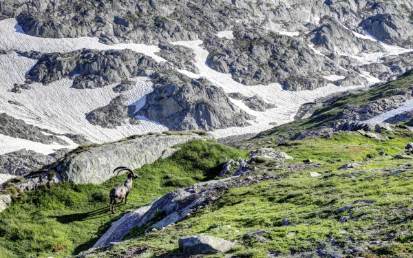 Animal alpine ibex HD Desktop Wallpaper | Background Image