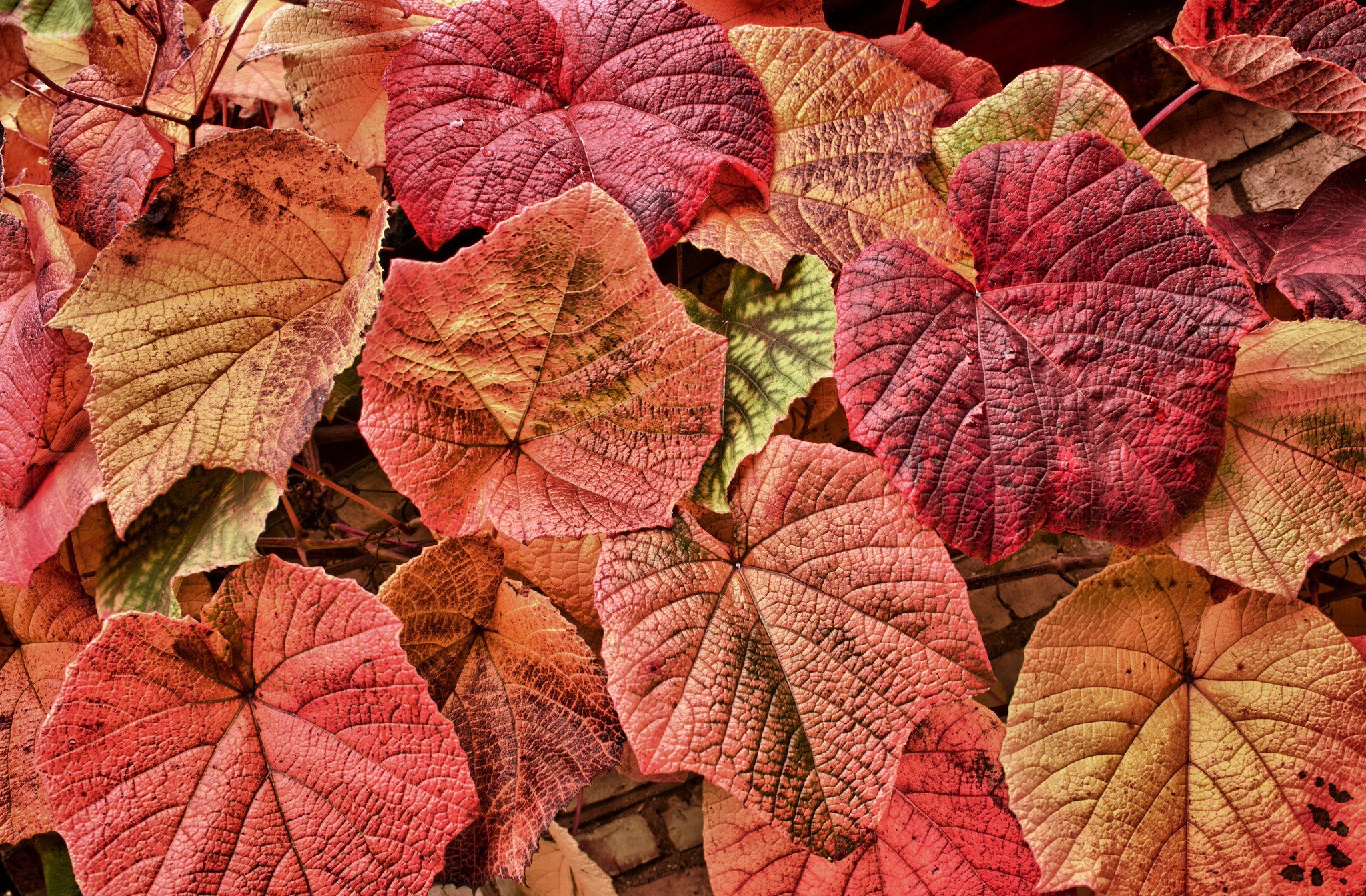 Leaf HD Wallpaper | Background Image | 2048x1344