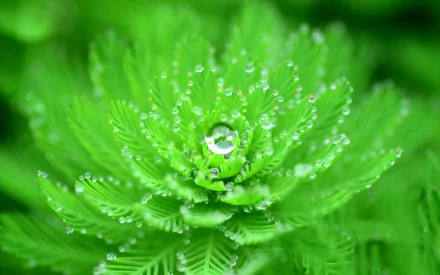 macro dew nature leaf HD Desktop Wallpaper | Background Image
