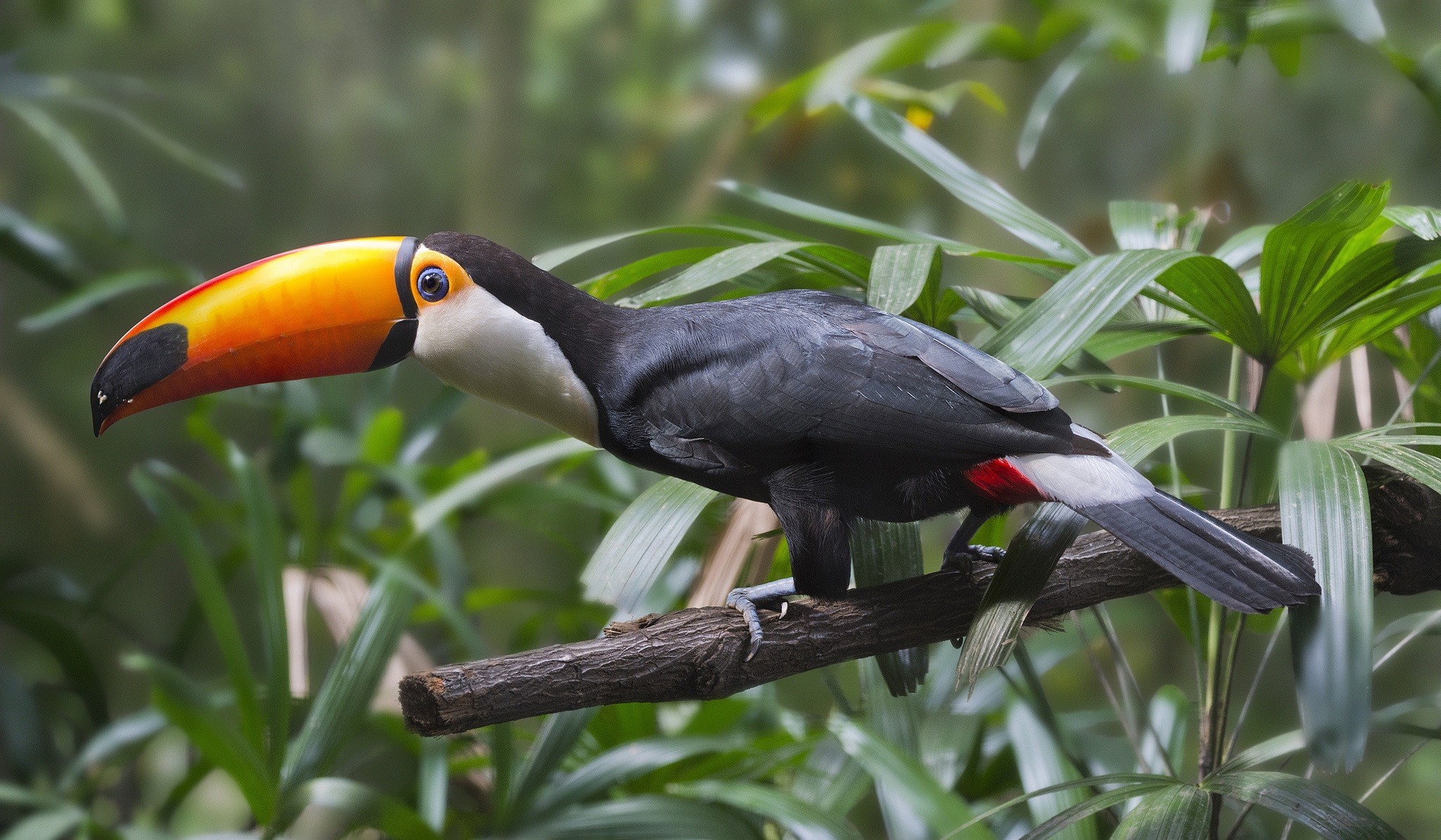 Animal Toco toucan HD Wallpaper | Background Image