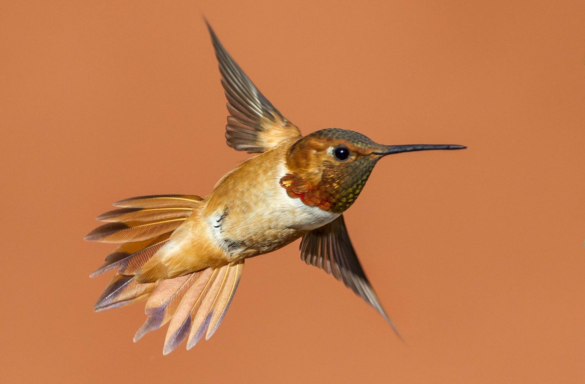 HD PC desktop wallpaper and background: an animal hummingbird in flight with orange-gold plumage and outstretched wings against a warm, solid backdrop.