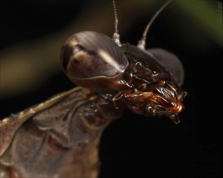 Animal praying mantis HD Desktop Wallpaper | Background Image