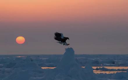 HD desktop wallpaper of a majestic eagle landing on icy terrain during a winter sunset, with the sun glowing low on the horizon against a warm sky.
