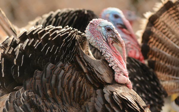 Animal turkey (bird) HD Desktop Wallpaper | Background Image