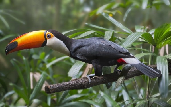 Animal Toco toucan Birds Toucans Toucan HD Wallpaper | Background Image