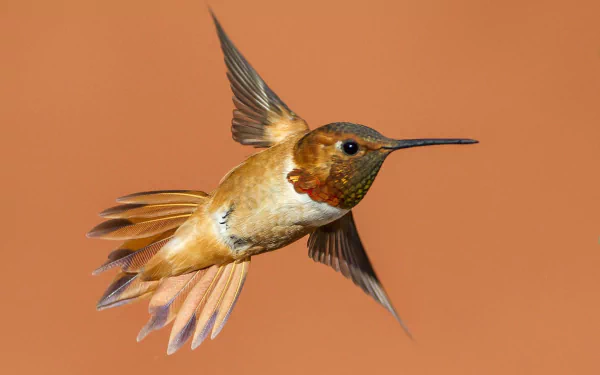 flight Animal hummingbird HD Desktop Wallpaper | Background Image