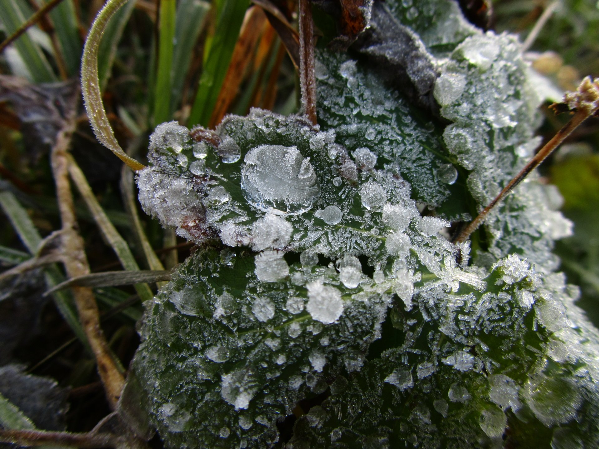 Close-up of frost-covered green leaves and grass with sparkling ice crystals — 4K Ultra HD nature PC desktop wallpaper and background.