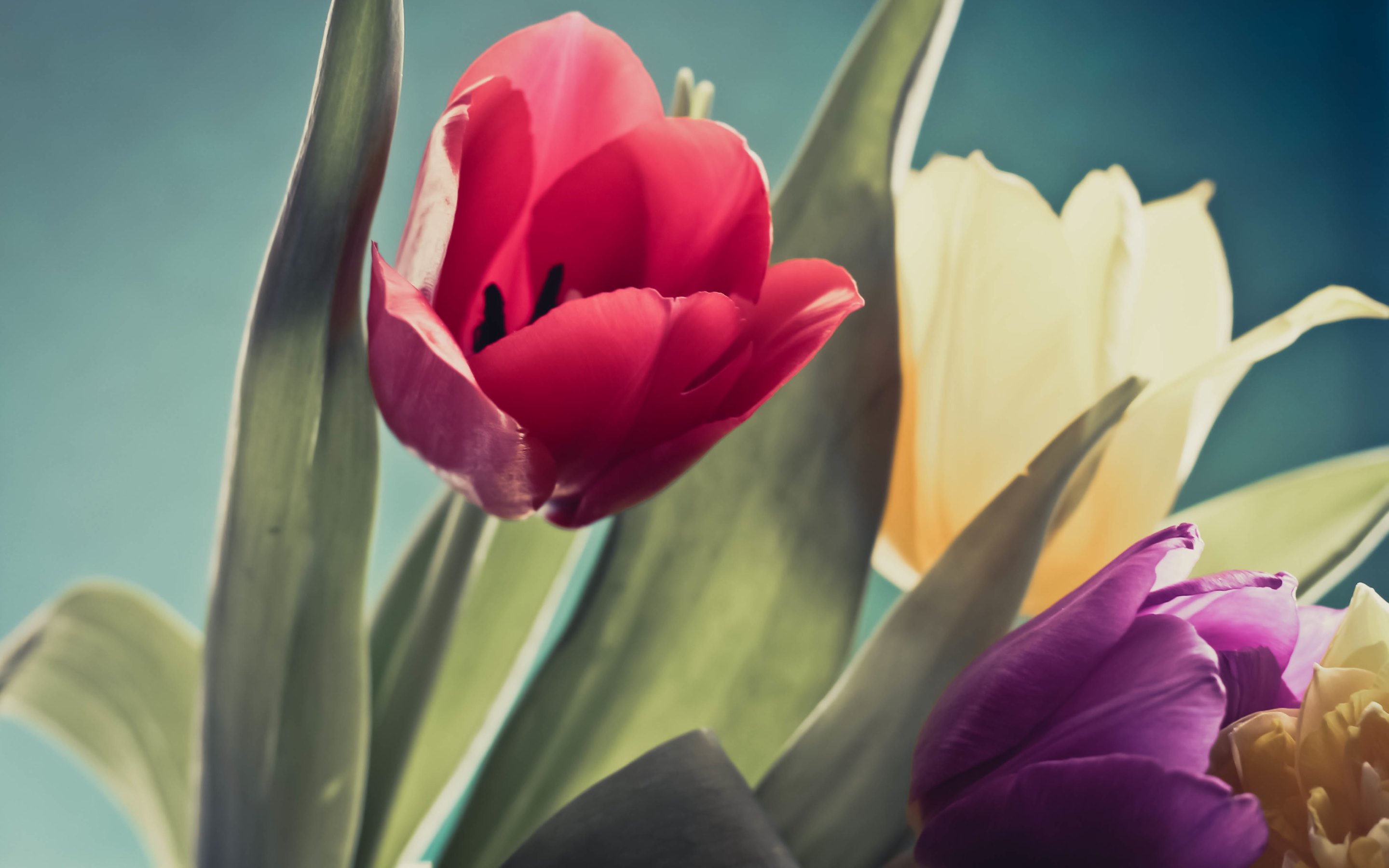 Download Macro Flower Nature Tulip HD Wallpaper by Olivia Henry