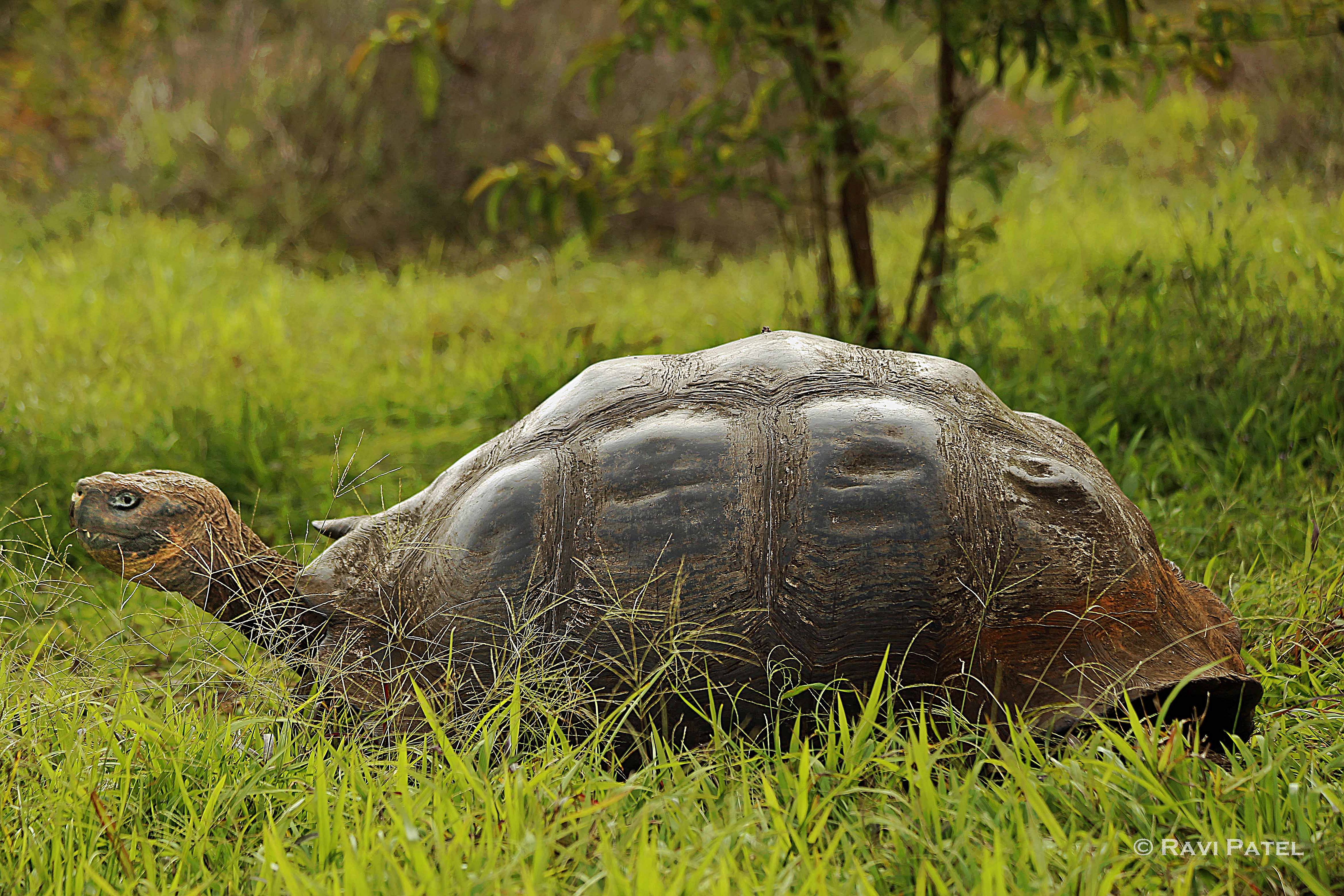 Animal Galápagos Tortoise HD Wallpaper | Background Image