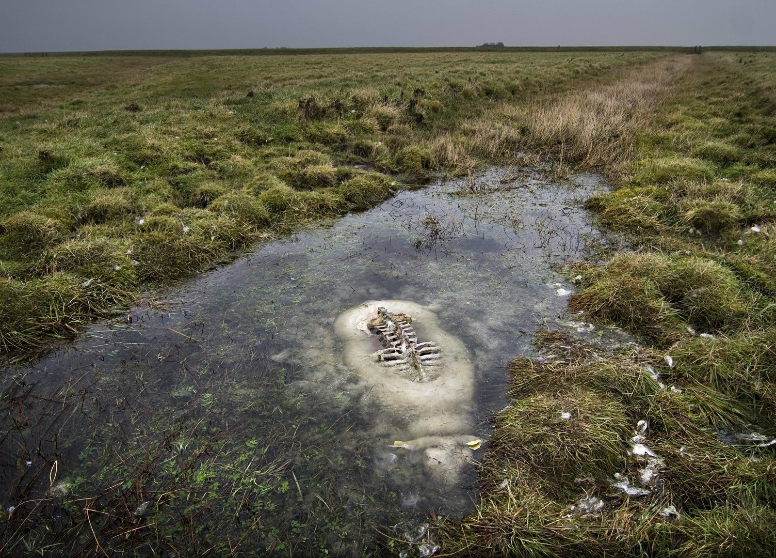 Download Sheep Animal Skeleton Wallpaper