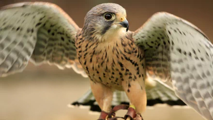 Animal falcon HD Desktop Wallpaper | Background Image