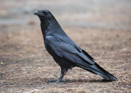 Animal raven HD Desktop Wallpaper | Background Image