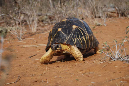 Animal radiated tortoise HD Desktop Wallpaper | Background Image