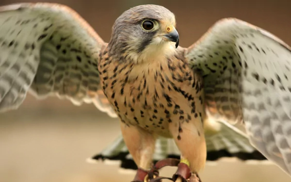 Animal falcon HD Desktop Wallpaper | Background Image