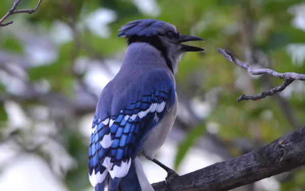 Animal blue jay HD Desktop Wallpaper | Background Image