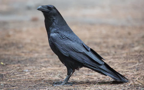 Animal raven HD Desktop Wallpaper | Background Image