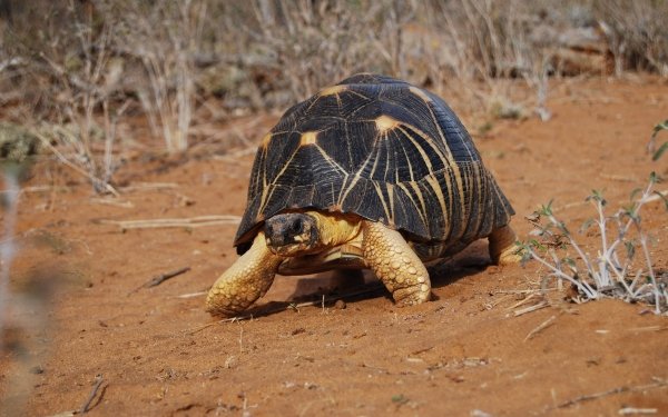 Animal Radiated Tortoise HD Wallpaper | Background Image
